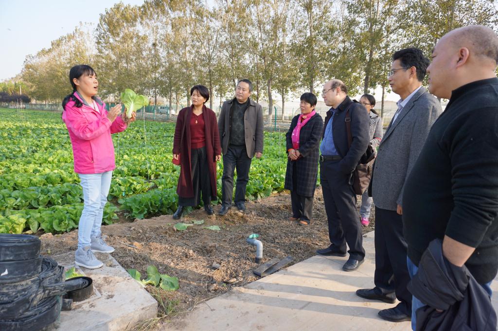 参观大白菜育种基地