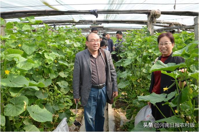 河南省大宗蔬菜产业技术体系耕作栽培岗位专家、河南科技太阳城现金网
教授王广印(左一)深入农户大棚进行技术指导
