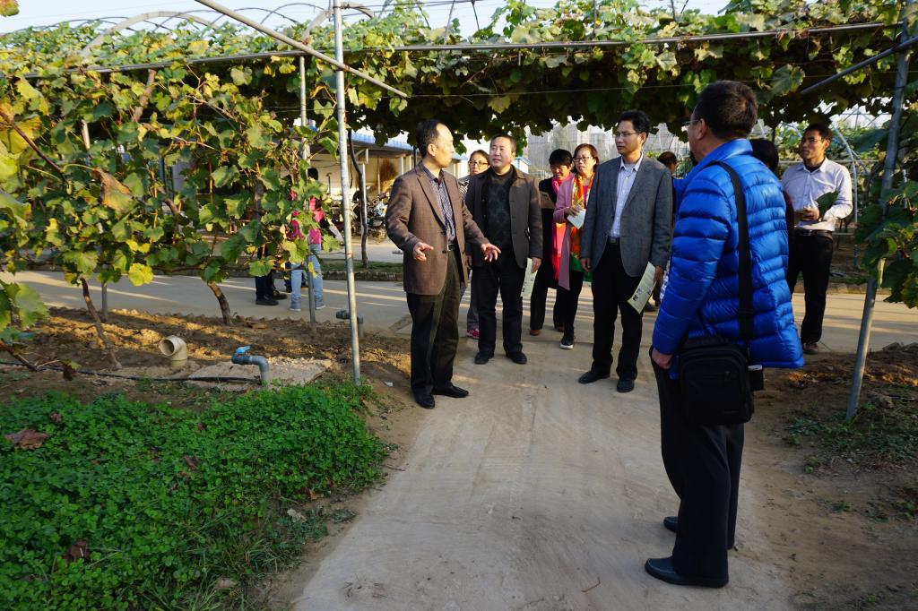 参观国家级葡萄试验站